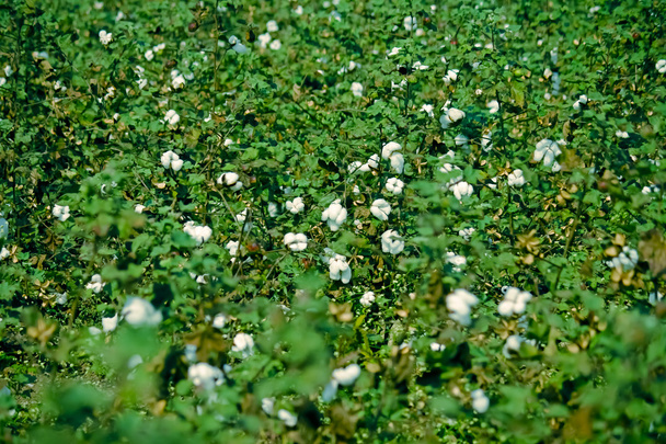 Campo de algodão - Foto, Imagem