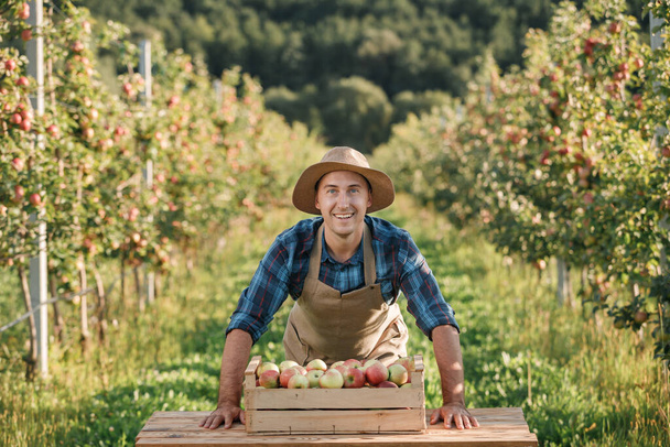 Happy smiling male farmer worker crop picking fresh ripe apples in orchard garden during autumn harvest. Harvesting time - Photo, Image