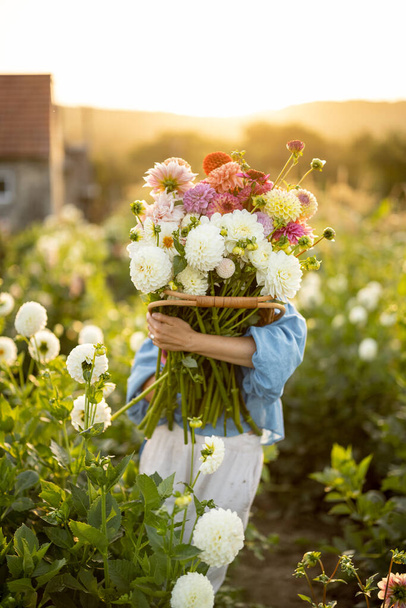 Portrait of a woman with lots of freshly picked up colorful dahlias and lush amaranth flower on rural farm during sunset - Foto, immagini