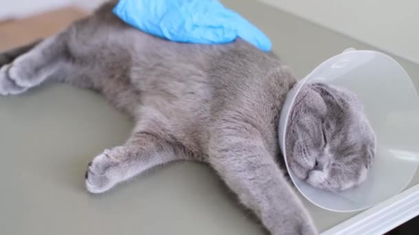 Gato cinzento durante a anestesia. Um veterinário acaricia um gato antes da cirurgia. Castração de um gato. 4k vídeo - Filmagem, Vídeo