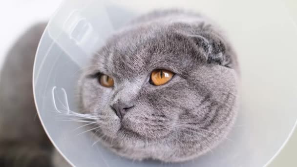 Close-up de um gato doente com um colarinho veterinário na mesa. Serviços veterinários de um médico. 4k vídeo - Filmagem, Vídeo