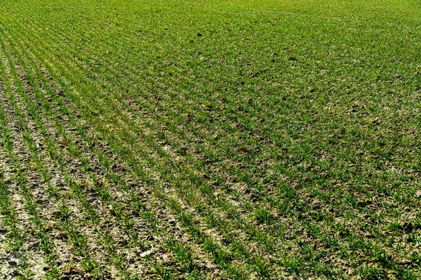 Field with green sprouts of grain. Rows of young green wheat. Sprouts of rye. Agriculture. - Photo, Image