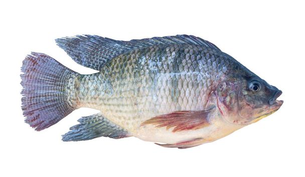 Tilapia fresca del Nilo o Pla nin en tailandés, peces de agua dulce se aísla sobre fondo blanco con ruta de recorte. - Foto, imagen