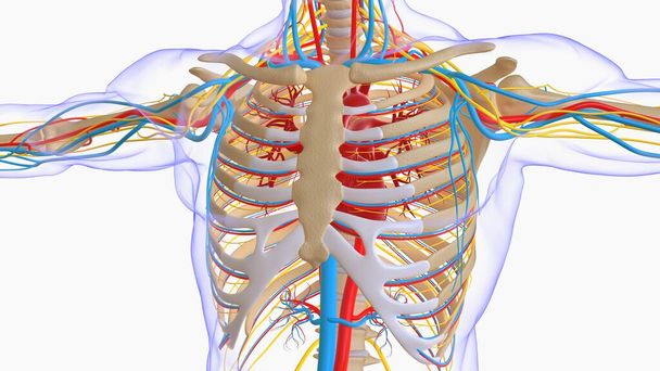 Human skeleton anatomy for medical concept 3D Rendering - Foto, afbeelding