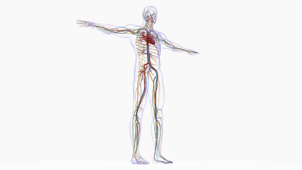 Menselijke Hartanatomie Voor Medisch Concept 3D Illustratie - Foto, afbeelding