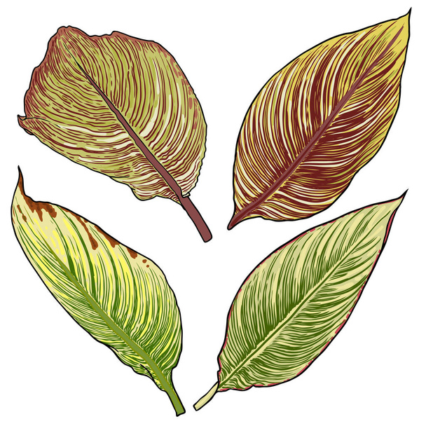 Canna aquatic plant leaf set. Named as Bengal Tiger, yellow and green striped leaves collection. Botanical leaves. Vector.  - Vettoriali, immagini