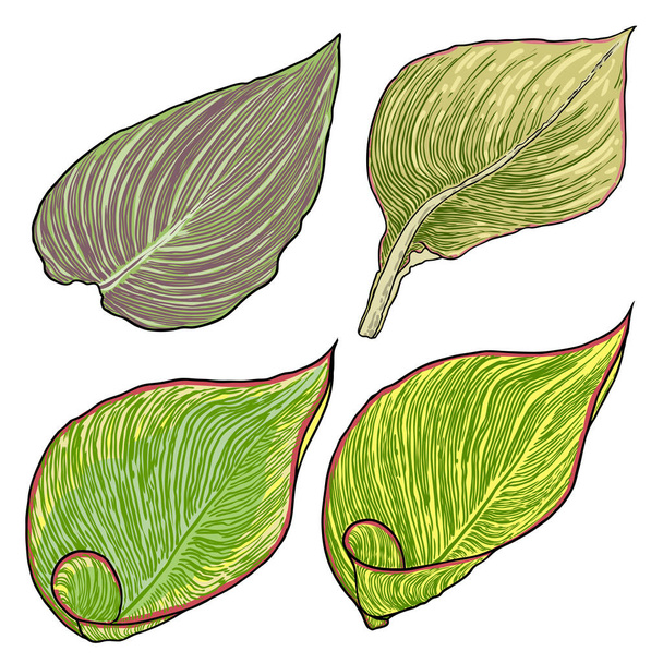 Set of Canna Indica plant leaf. Exotic jungle domesticated house or city plant collection with striped lines. Vector. - Vecteur, image