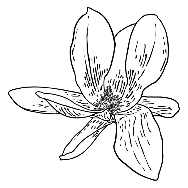 Magnolia flower head isolated on white. Top side view of magnolia open spring blooming, hand drawn. Vector. - Vektori, kuva