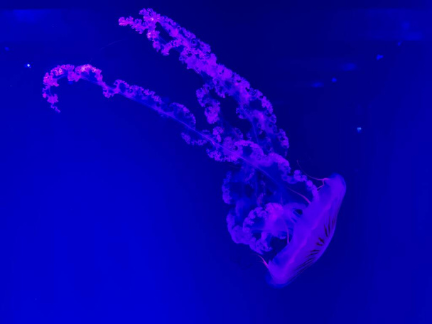 Meduse in acquario, mondo sottomarino profondo. Creature subacquee, vita - Foto, immagini