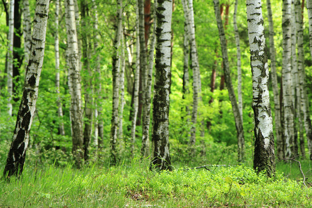 Grüner Birkenwald  - Foto, Bild