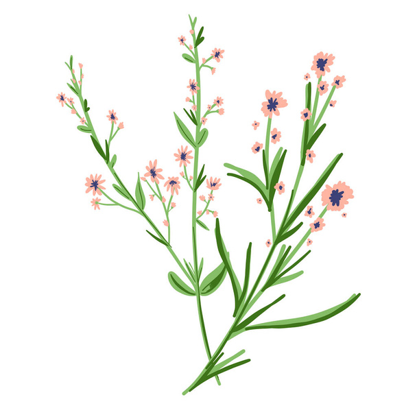Field Flowers on Branch. Wildflower Icon. Hand Drawn Meadow Plant Isolated on Transparent Background. Vector illustration - Wektor, obraz