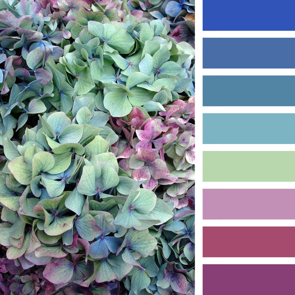 Hydrangea palette - Photo, Image