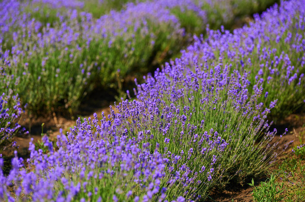 lavender field in summer during the flowering period bushes outdoors - Foto, immagini