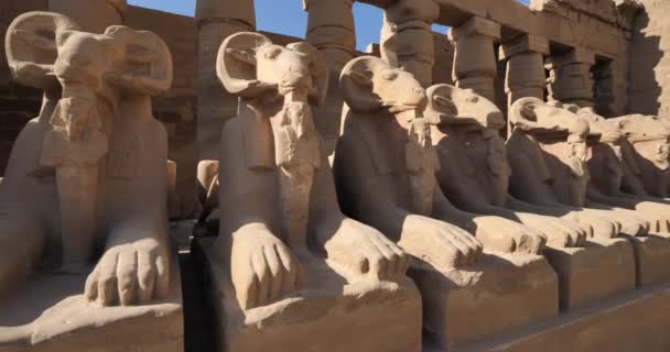 Ram míří sfingy za první sloup v chrámu Karnak, Karnak, Egypt - Záběry, video