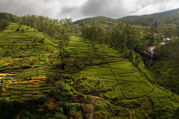 Widok z góry Tropical krajobraz z posiadłości Tea wśród gór. Plantacje herbaty. Nuwara Eliya, Sri Lanka. - Zdjęcie, obraz
