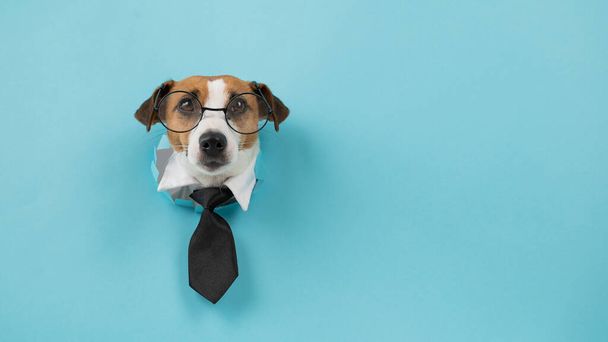 Dog jack russell terrier in glasses and a tie sticks out of a hole in a blue background - Valokuva, kuva