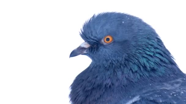 Dove in snow - Footage, Video