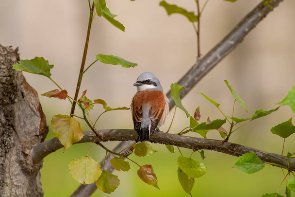 πουλί ψάχνει γύρω στο δάσος, Red-backed Shrike, Lanius collurio - Φωτογραφία, εικόνα