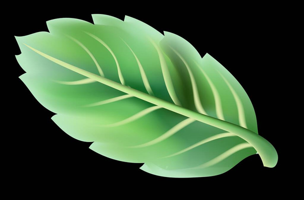 Зеленый лист с дерева
 - Вектор,изображение