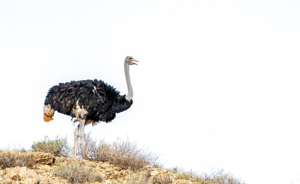 African Ostrich isolated in blue sky in Kgalagadi transfrontier park, South Africa ; Specie Struthio camelus family of Struthionidae - Foto, imagen