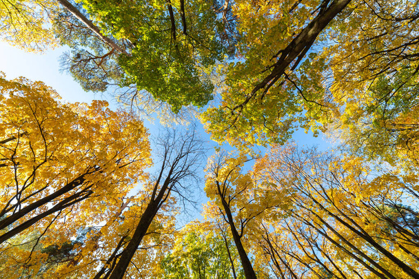 Нижний вид на голубое небо и осенние деревья. - Фото, изображение