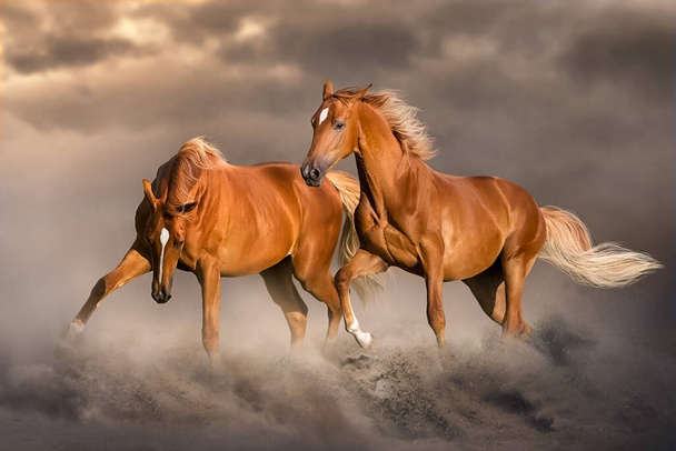 Две красные лошади с длинной гривой бегают галопом по песку пустыни на закате - Фото, изображение