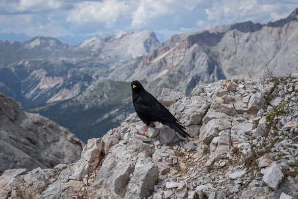 The bird Pyrrhocorax graculus stands calmly on a rock against the backdrop of beautiful views of the Dolomites. Dolomites, Italy - Photo, Image