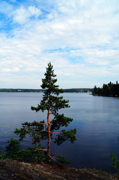 Abeto verde no lago nas proximidades de Vyborg
 - Foto, Imagem