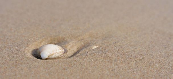 Shell in the sand on the beach of the Polish Baltic coast with place for text                                 - 写真・画像
