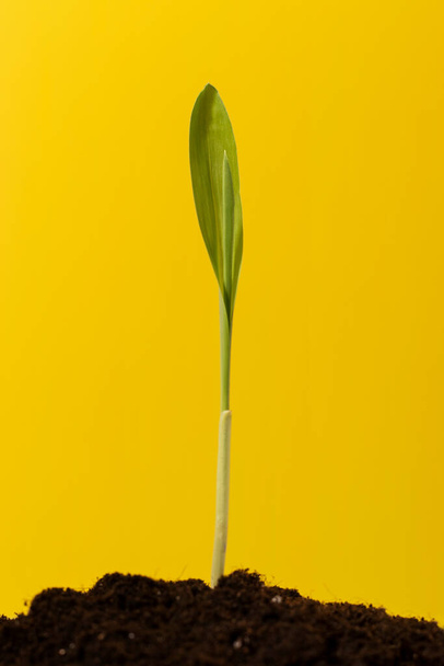 Corn sprout in soil. On yellow background. - Photo, Image