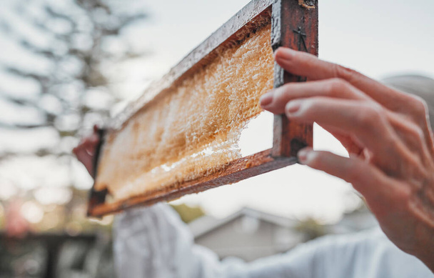 Hände, Waben und Bauernhof mit einer Imkerin, die auf dem Land an der Honigproduktion arbeitet. Ernährung, Rahmen und Landwirtschaft mit einer Bäuerin bei der Arbeit mit Honig für Nachhaltigkeit im Freien. - Foto, Bild