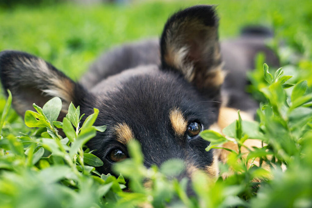 Portrait of a little funny dog lying on green grass. Puppy on grass. - Fotoğraf, Görsel