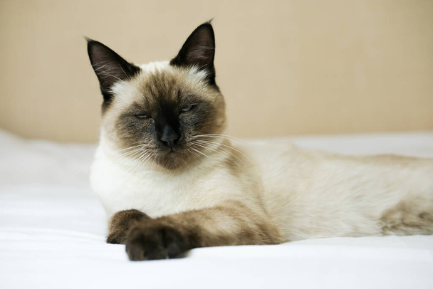 Пушистый сиамский кот с закрытыми глазами лежит на кровати.. - Фото, изображение