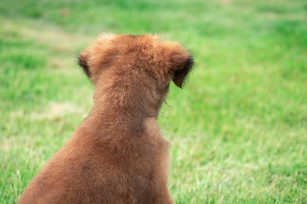 A brown puppy sitting on the lawn Staring at some in the thicket Look for things to play for his fun. - Photo, Image