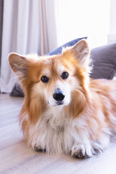 красивий портрет собаки Коргі позує для камер
 - Фото, зображення