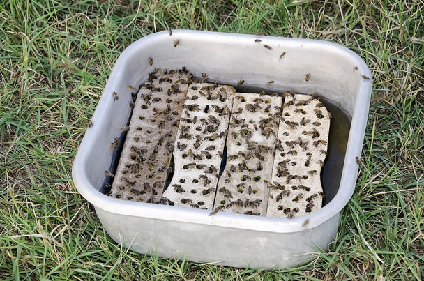 Mehiläiset kastelupaikalla
 - Valokuva, kuva