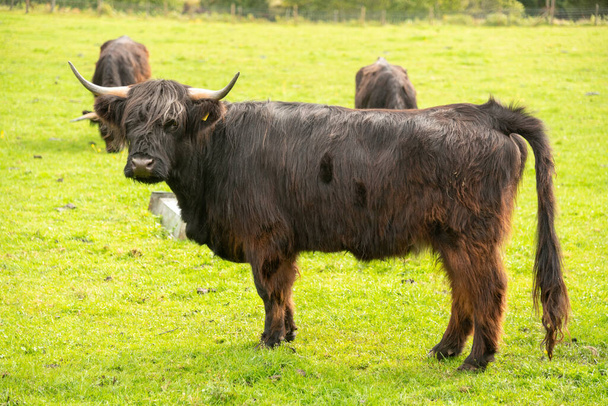 Vacca nera nelle Highlands, Scozia - Foto, immagini