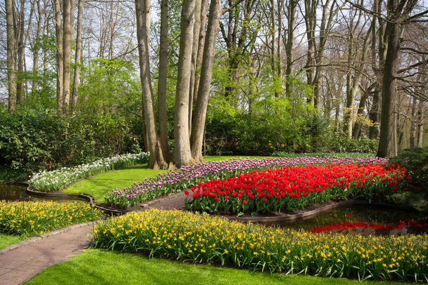 Purple and red tulips in borders with trees - Foto, immagini