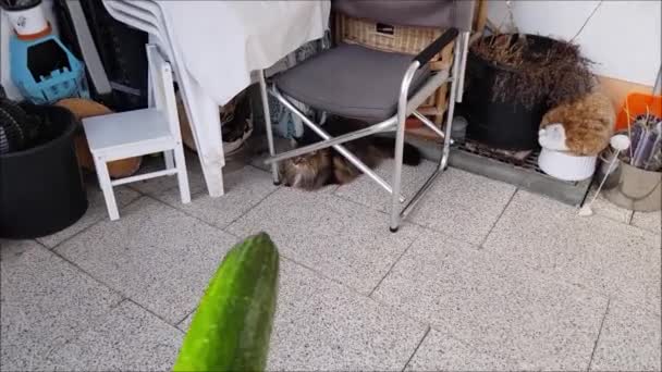 A Norwegian Forest Cat is not afraid of a cucumber - Materiał filmowy, wideo