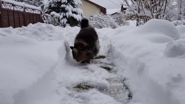 Video norské lesní kočky kopající ve sněhu - Záběry, video