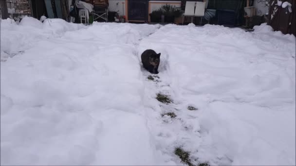 Küçük bir kedi kışın karda oynar ve koşar. - Video, Çekim