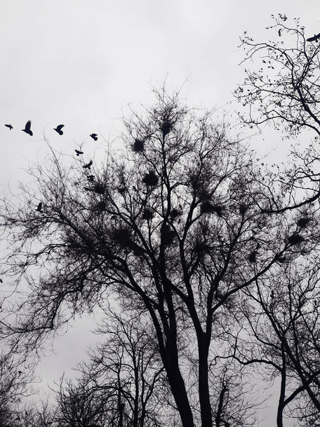 Τα κοράκια πετούν από τις φωλιές τους στο πάρκο ένα ανοιξιάτικο απόγευμα.. - Φωτογραφία, εικόνα