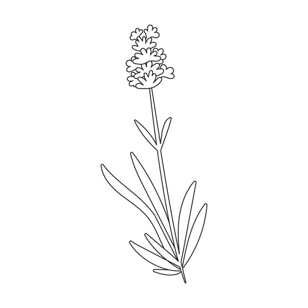 Lavendelvektorsymbol. Umrissvektorsymbole isoliert auf weißem Hintergrund Lavendel. - Vektor, Bild