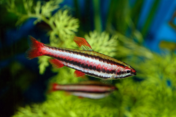 Рыбы-наностомы
 - Фото, изображение