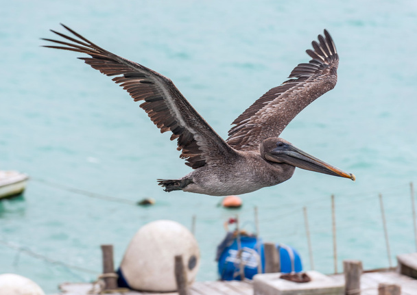 Pelican en vol
 - Photo, image