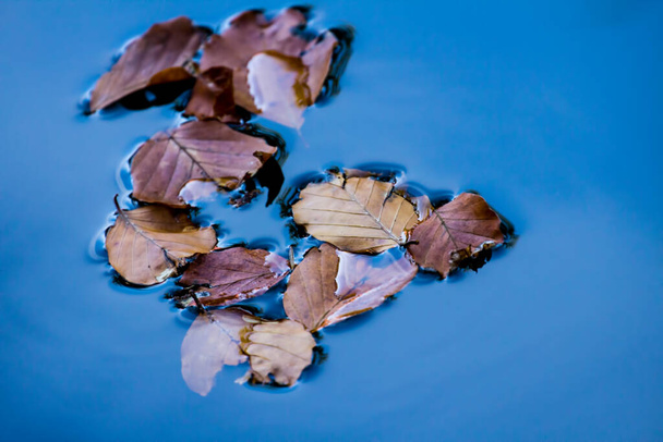 Πολύχρωμα φθινοπωρινά φύλλα στο νερό - Φωτογραφία, εικόνα