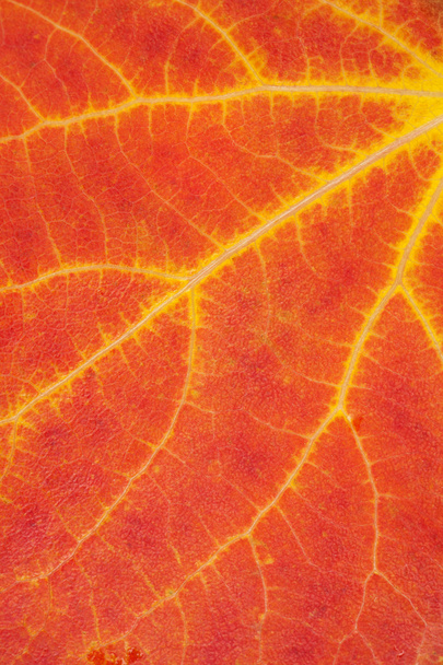 Барвистий осінній фон листя
 - Фото, зображення