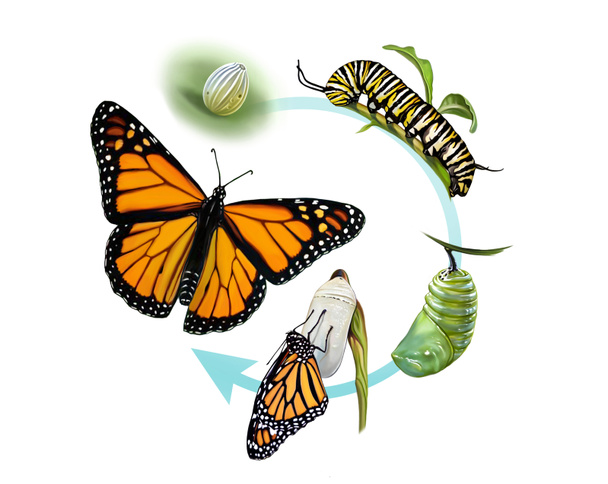 the life cycle of a butterfly, egg, caterpillar, chrysalis and adult insect, realistic drawing, illustration for animal encyclopedia, isolated image on white background - Fotografie, Obrázek