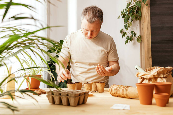 男はアパートでラベンダーを栽培しています。庭師は環境に優しい泥炭ポットにラベンダーの種を蒔きます。小規模な花ビジネス。自宅でのガーデニング - 写真・画像