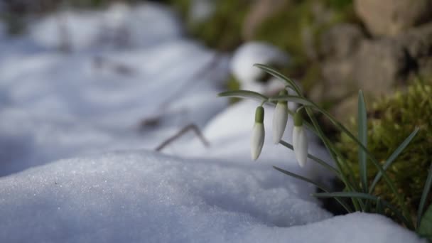 雪の中で開花する雪の降り花、早春第一花. - 映像、動画
